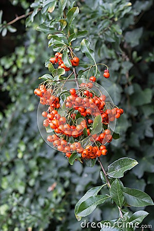 Wildberries from European rowan / Sorbus aucuparia Stock Photo