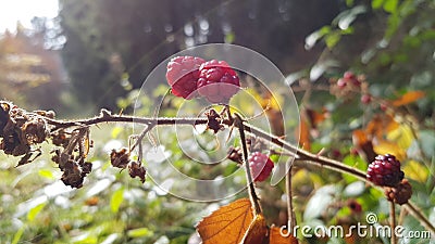 Wildberry at autumn Sunset Stock Photo
