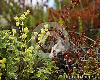 Wildberry bush Stock Photo