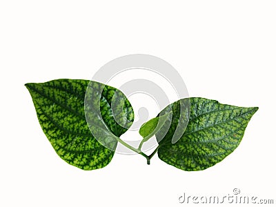 Wildbetal leafbush leaves isolated on white background Stock Photo