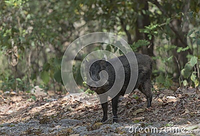 Wildboar wanted to cross the road Stock Photo