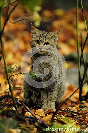 Wildcat (Felis silvestris) Stock Photo