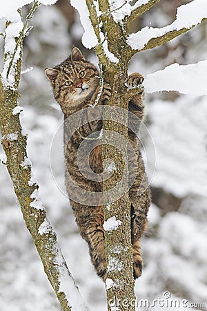 Wildcat in snow Stock Photo