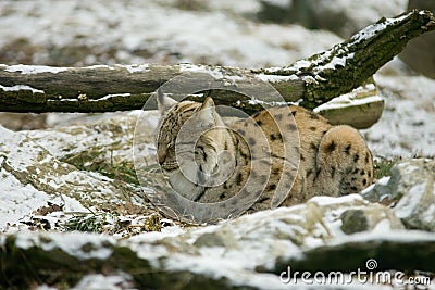 Wildcat in Winter Stock Photo