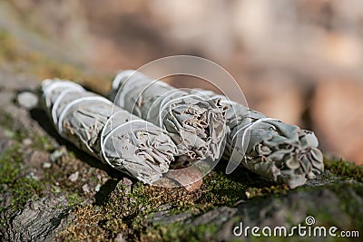 Wildcrafted dried white sage Salvia apianaleafy bundles on fibrous tree bark in forest. Smudging ceremony. Stock Photo