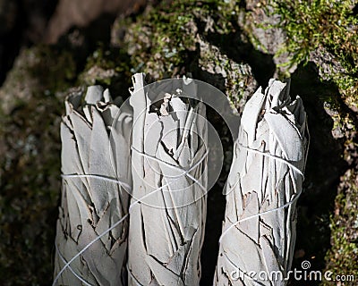 Wildcrafted dried white sage Salvia apianaleafy bundles on fibrous tree bark in forest. Smudging ceremony. Stock Photo