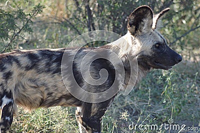 Wilddogs are dangerous hunters and killers Stock Photo