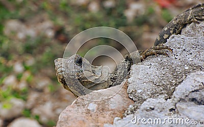 Baby rock iguana. Stock Photo