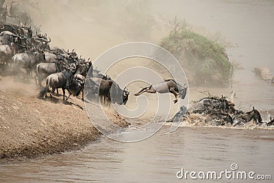 Wildebeest Stock Photo