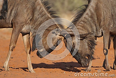 Wildebeest bulls fighting Stock Photo