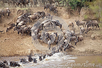 Wildebeest (Connochaetes taurinus) Great Migration Stock Photo
