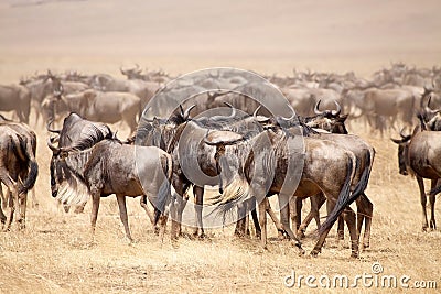 Wildebeest (Connochaetes taurinus) Stock Photo