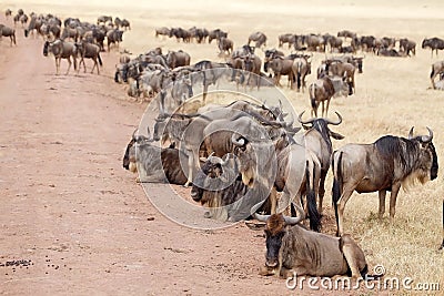 Wildebeest (Connochaetes taurinus) Stock Photo