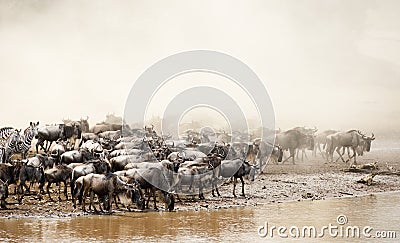 Wildebeest Great Migration Kenya Stock Photo