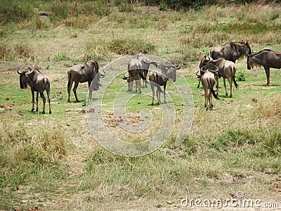 Wildebeest heard Stock Photo