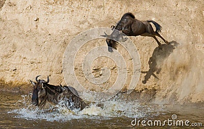 Wildebeest jumping into Mara River. Great Migration. Kenya. Tanzania. Masai Mara National Park. Cartoon Illustration