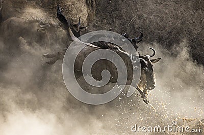 Wildebeest jumping into Mara River. Great Migration. Kenya. Tanzania. Masai Mara National Park. Cartoon Illustration