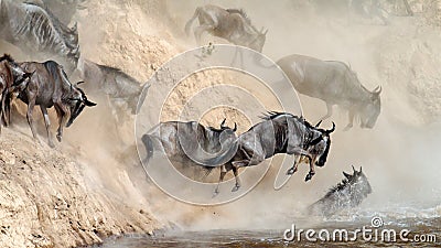 Wildebeest leaping in river Stock Photo