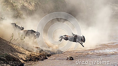 Wildebeest Leaping Into Mara River Stock Photo