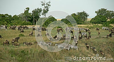 Wildebeest migration Stock Photo