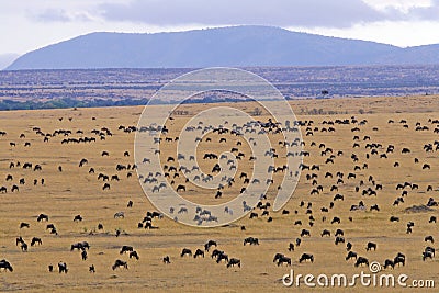 Wildebeest Migration Stock Photo