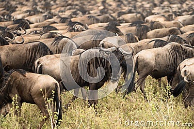 Wildebeest Migration Stock Photo