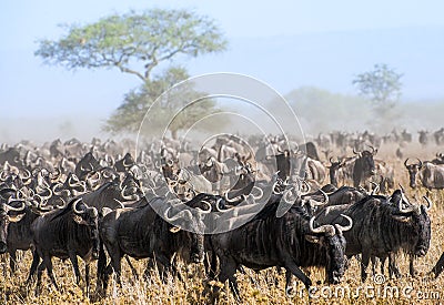 Wildebeest migration. The herd of migrating antelopes goes on dusty savanna. The wildebeests, also called gnus or wildebai, are a Stock Photo