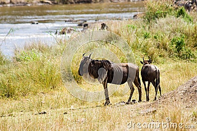 Wildebeest during migration hesitate to cross Mara River. Stock Photo