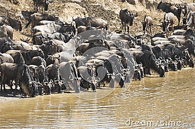 Wildebeest migration in Kenya Stock Photo