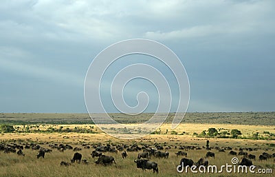 Wildebeest migration landscape Stock Photo