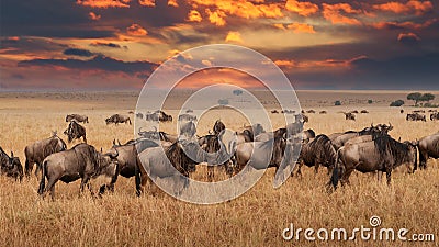 Wildebeest migration, Serengeti National Park Stock Photo