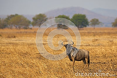 Wildebeest in Mikumi Stock Photo