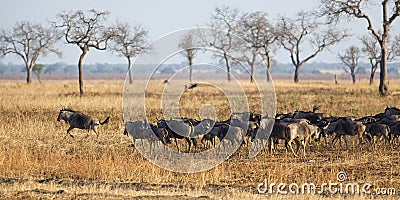 Wildebeest in Mikumi Stock Photo