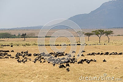 Wildebeest pack during great migration, Masaimara, Africa Stock Photo