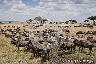 Wildebeest on the plains of the Masai Mara, Kenya Stock Photo