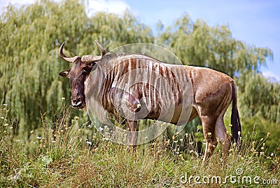 The wildebeest Stock Photo