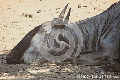 Wildebeest portrait close-up. Stock Photo