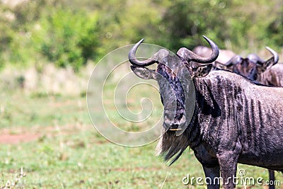 Wildebeest portrait in masai mara, kenya. Stock Photo