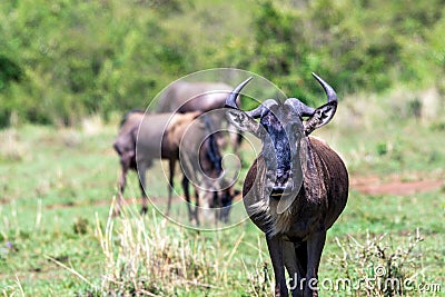 Wildebeest portrait in masai mara, kenya. Stock Photo