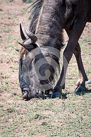 Wildebeest portrait with much more words only for your request Stock Photo
