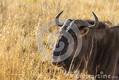 Wildebeest portrait in the wild Stock Photo