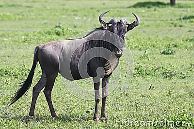 Wildebeest in Serengeti Stock Photo