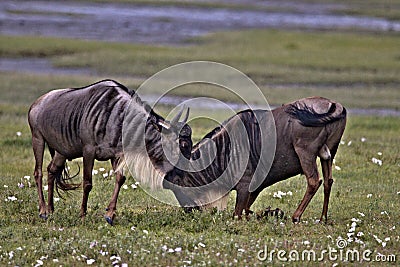 Wildebeest, Serengeti Plains, Tanzania, Africa Stock Photo