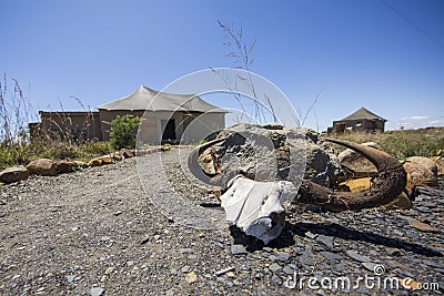 Wildebeest skull at accomodation Editorial Stock Photo