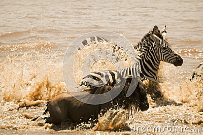 Wildebeest and zebra ford the Mara River in Tanzania during the migration. Stock Photo