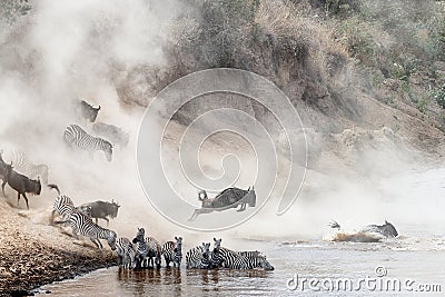 Wildebeest and Zebra Mara River Crossing Stock Photo