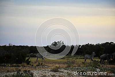 Wildebeest and Zebra at Sunset Stock Photo