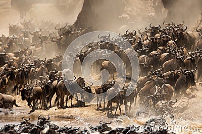 Wildebeests crossing Mara river with dust all over Stock Photo