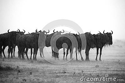 Wildebeests facing heavy downpour, Masa Mara Stock Photo