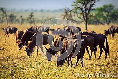 Wildebeests herd, Gnu on African savanna Stock Photo